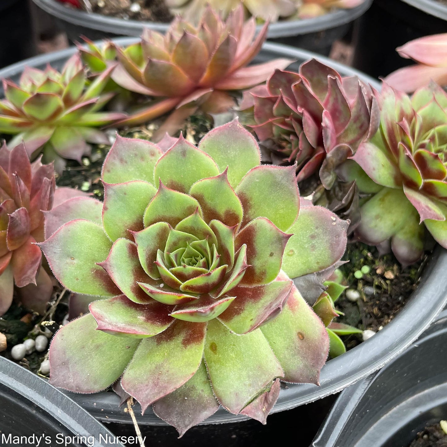 Assorted Hens & Chicks | Sempervivum