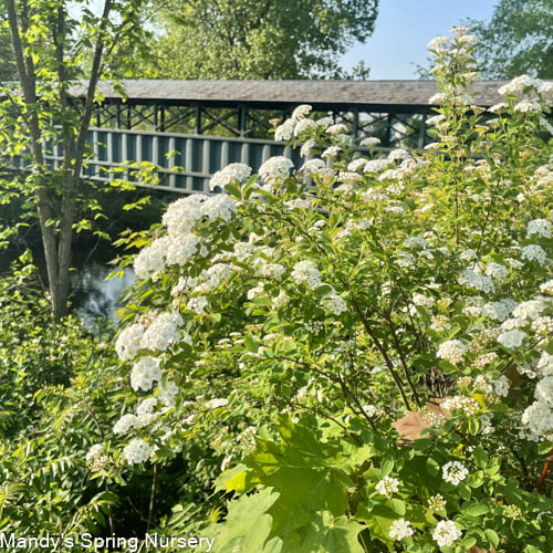 Renaissance Bridalwreath Spirea | Spiraea x vanhouttei