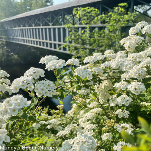 Renaissance Bridalwreath Spirea | Spiraea x vanhouttei