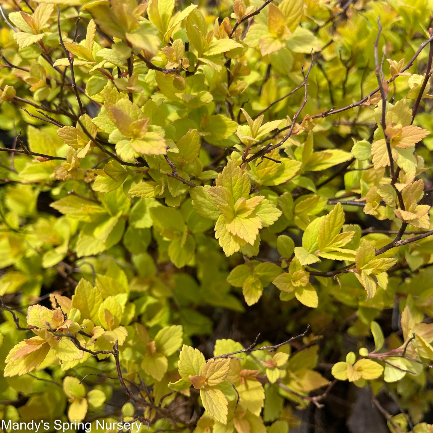 Goldmound Spirea | Spiraea japonica 'Goldmound'