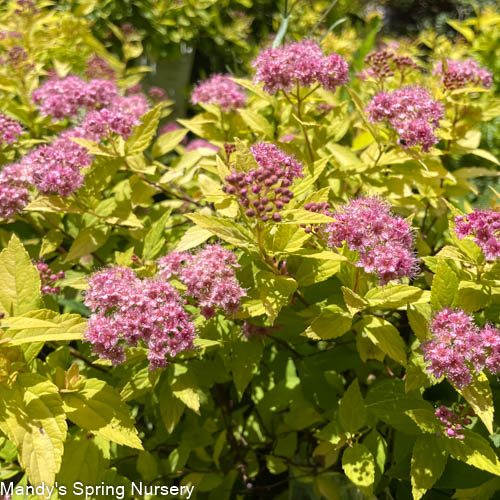 Goldmound Spirea | Spiraea japonica 'Goldmound'