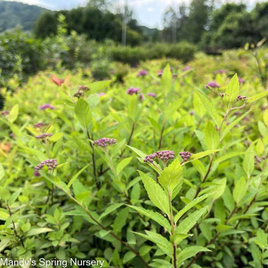 Little Spark Spirea | Spiraea japonica