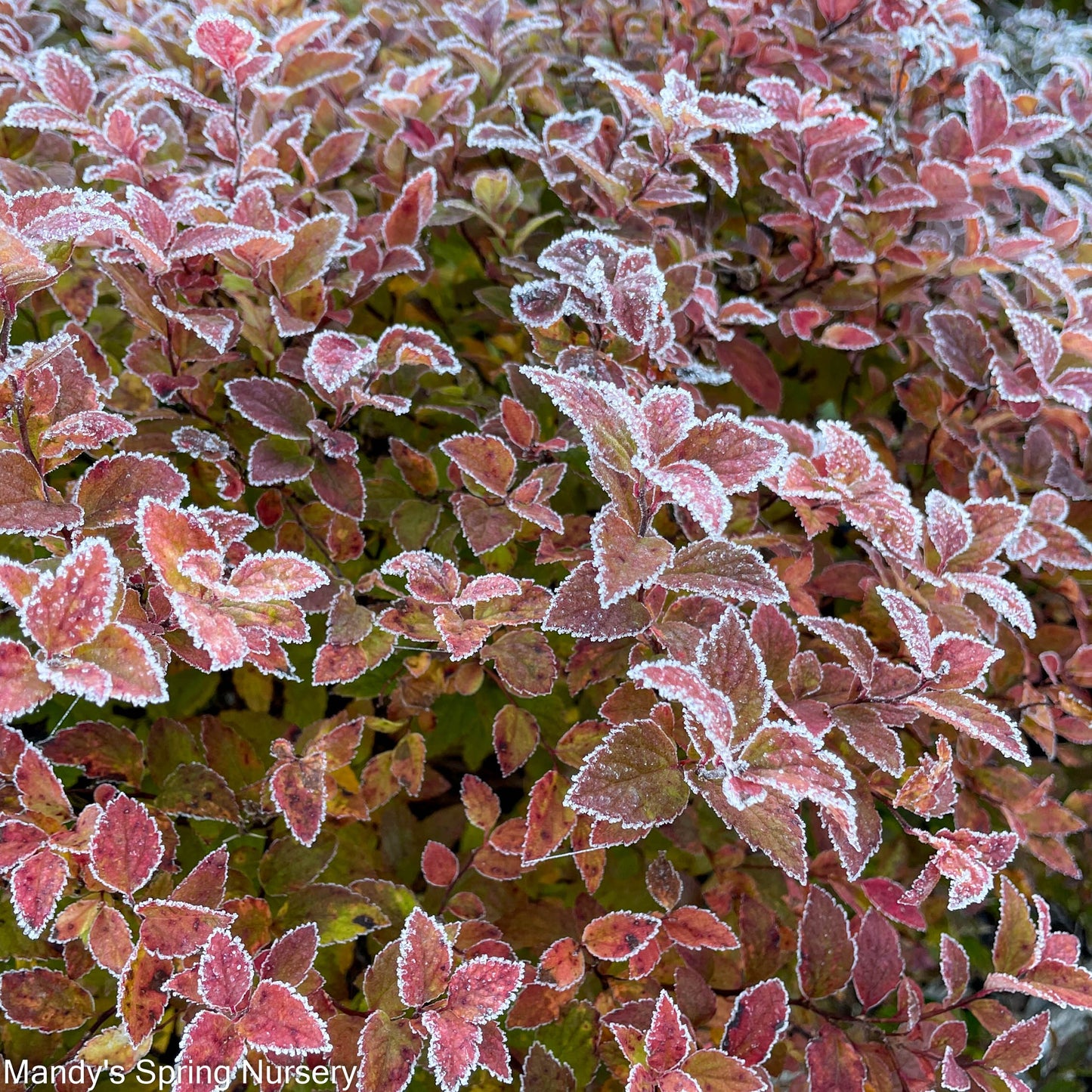 Magic Carpet Spirea | Spirea japonica