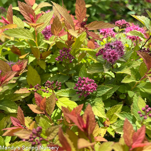 Magic Carpet Spirea | Spirea japonica