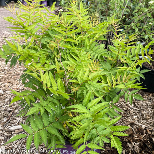 Matcha Ball Ash Leaf Spirea | Sorbaria sorbifolia