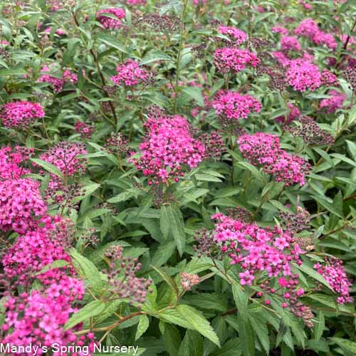 Neon Flash Spirea | Spirea japonica