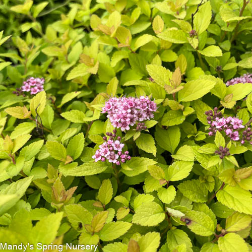 Sundrop™ Spirea | Spiraea 'Bailcarol'