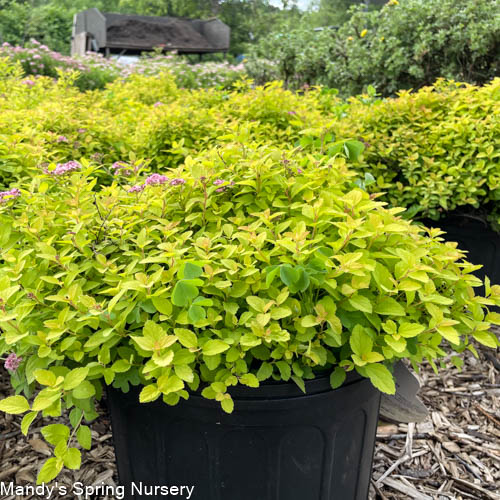 Sundrop™ Spirea | Spiraea 'Bailcarol'