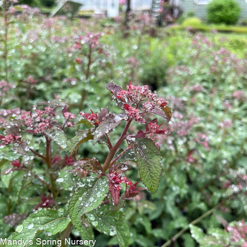 Superstar Spirea | Spiraea x bumalda