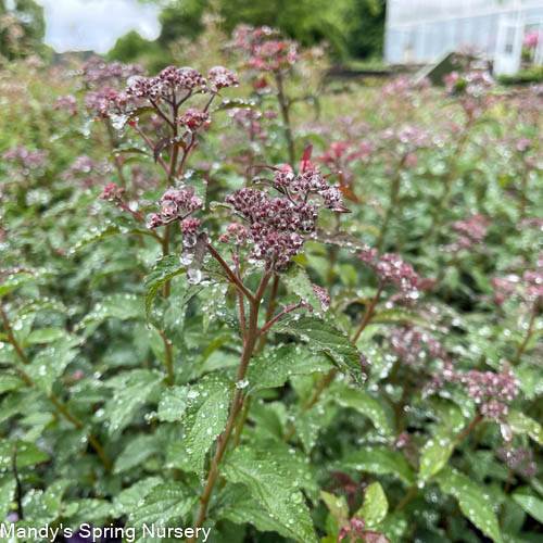 Superstar Spirea | Spiraea x bumalda