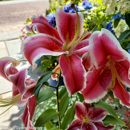 Bulbs - Stargazer Oriental Lily