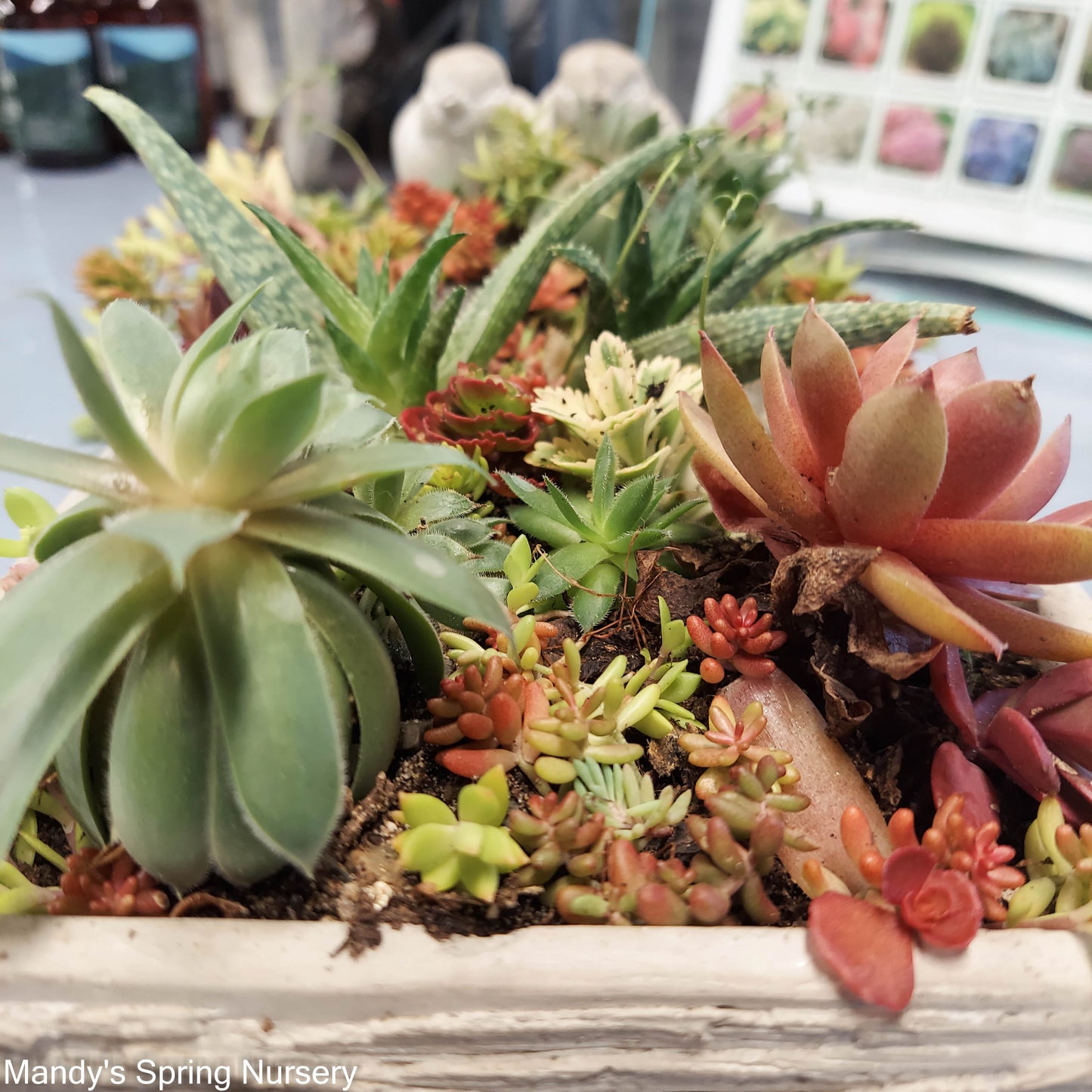 Pre-Made Succulent Garden