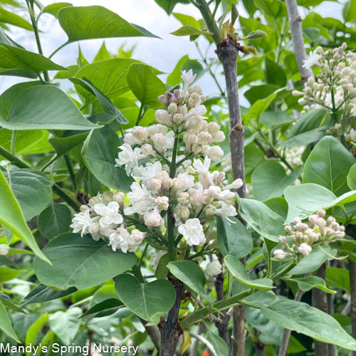 Beauty of Moscow Lilac | Syringa vulgaris