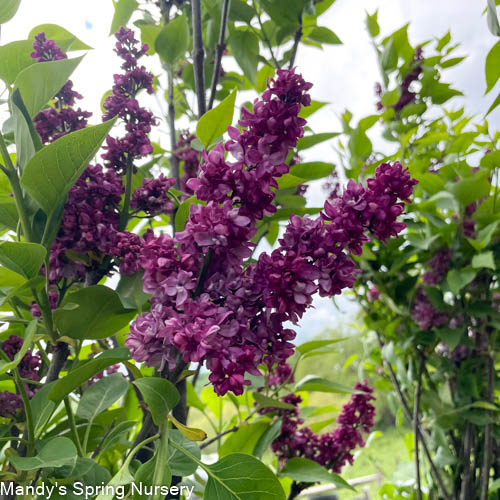 Charles Joly Lilac | Syringa vurgaris