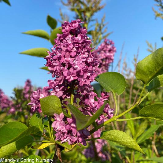 Charles Joly Lilac | Syringa vurgaris