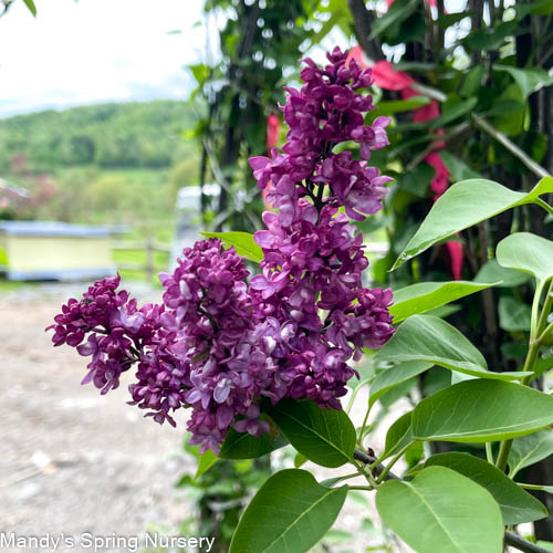 Charles Joly Lilac | Syringa vurgaris