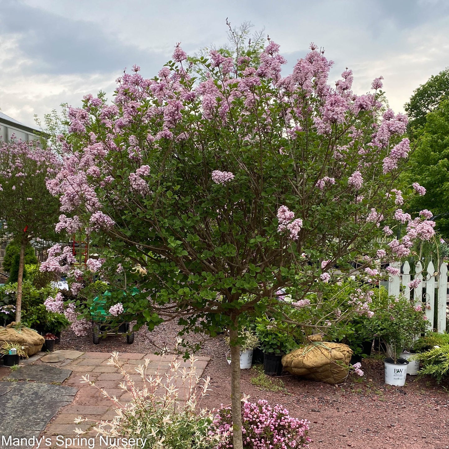 Palibin Dwarf Korean Lilac Tree | Syringa meyeri 'Palibin'