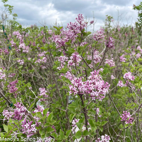 Palibin Dwarf Korean Lilac Tree | Syringa meyeri 'Palibin'