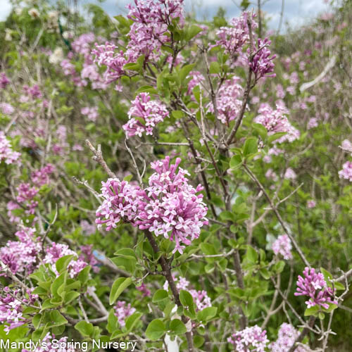 Palibin Dwarf Korean Lilac | Syringa meyeri