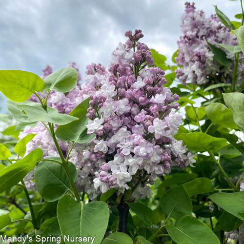 Katherine Havemeyer Lilac | Syringa vulgaris