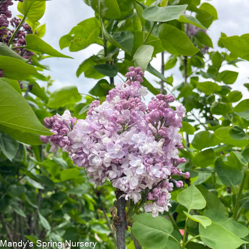 Katherine Havemeyer Lilac | Syringa vulgaris