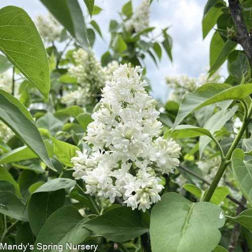 Madame Lemoine Lilac | Syringa vulgaris