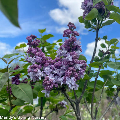 President Grevy Lilac | Syringa vulgaris