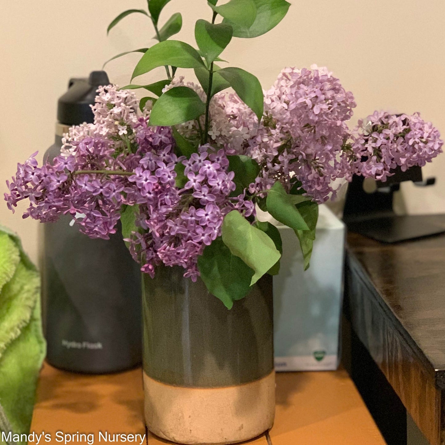 President Grevy Lilac | Syringa vulgaris