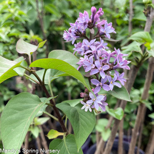 Virtual Violet® First Editions® Lilac | Syringa