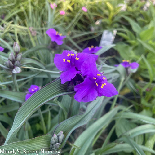 Concord Grape Spiderwort | Tradescantia andersoniana