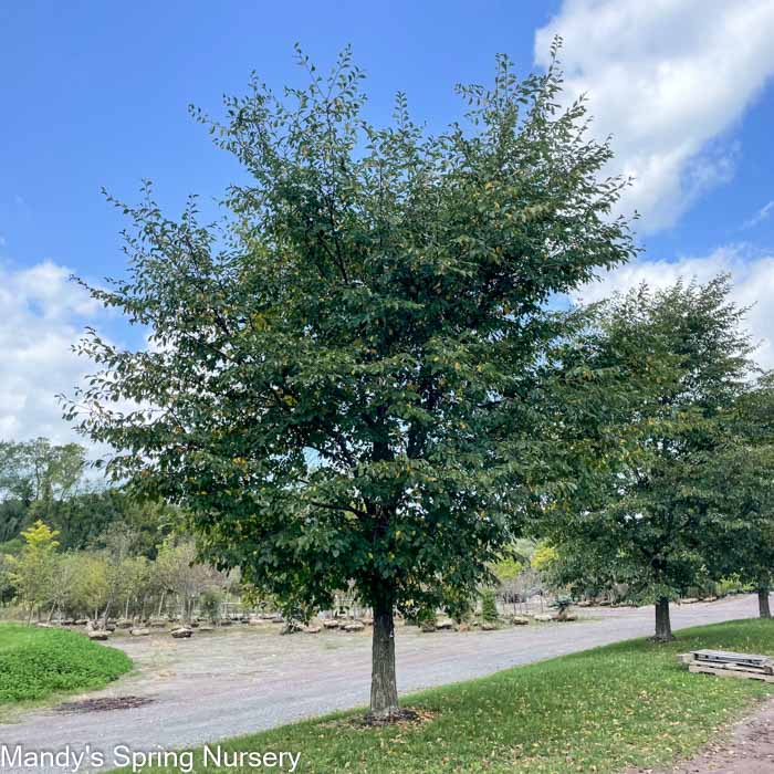 Accolade Elm | Ulmus 'Morton'