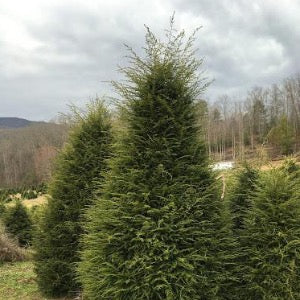 Hemlock | Tsuga canadensis