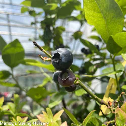 Duke Blueberry | Vaccinium corymbosum