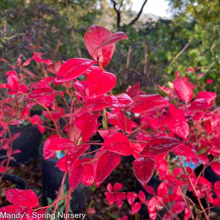 Jersey Blueberry | Vaccinium corymbosum