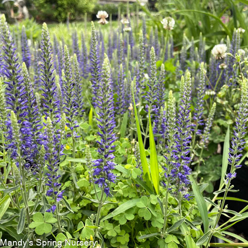 Blue Pixie Speedwell | Veronica allionii