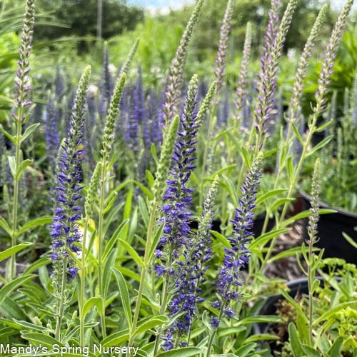 Blue Pixie Speedwell | Veronica allionii