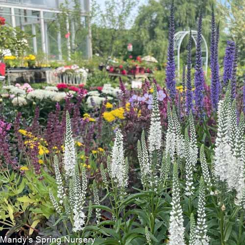 White Wands Spike Speedwell | Veronica 'White Wands'