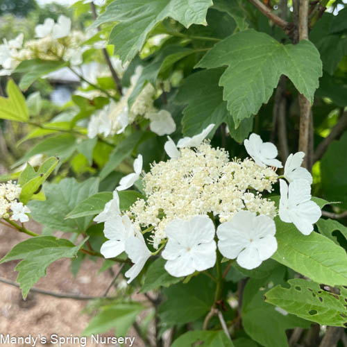 American Cranberry Bush | Viburnum trilobum