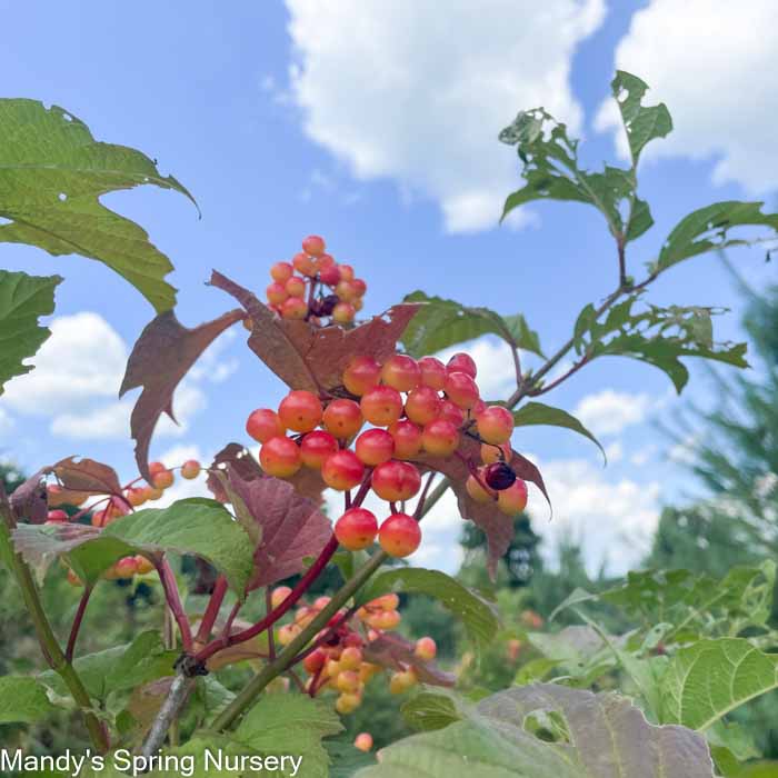 American Cranberry Bush | Viburnum trilobum