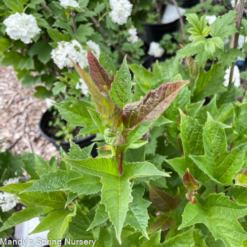 Bailey Compact American Cranberrybush | Viburnum trilobum