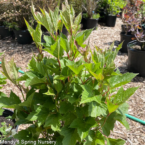 Bailey Compact American Cranberrybush | Viburnum trilobum