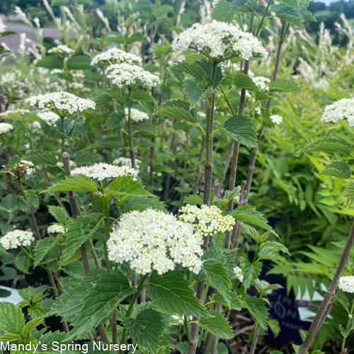 Blue Muffin Arrowwood Viburnum | Viburnum dentatum