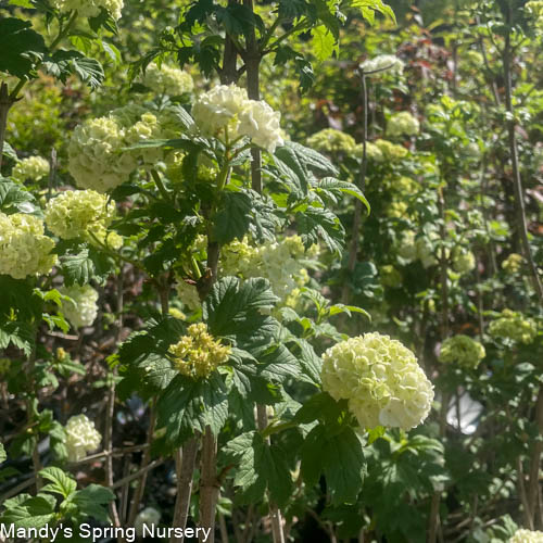 Common Snowball Viburnum - Tree Form | Viburnum opulus 'Roseum'