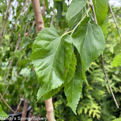 Weeping Chaparral Mulberry Std. | Weeping Mulberry 'Murier pleureur'