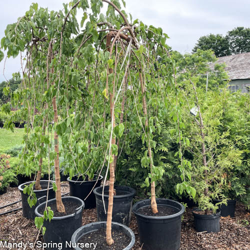 Weeping Chaparral Mulberry Std. | Weeping Mulberry 'Murier pleureur'