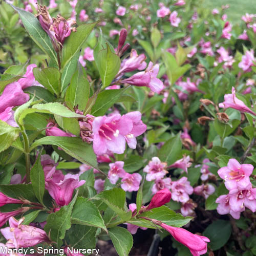 Minuet Weigela | Weigela florida