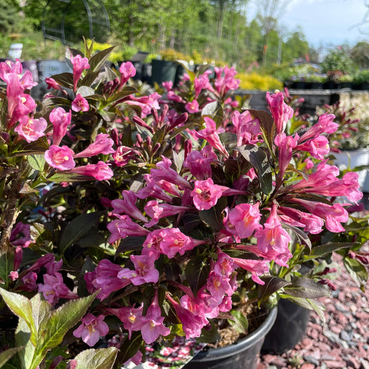 Minuet Weigela | Weigela florida