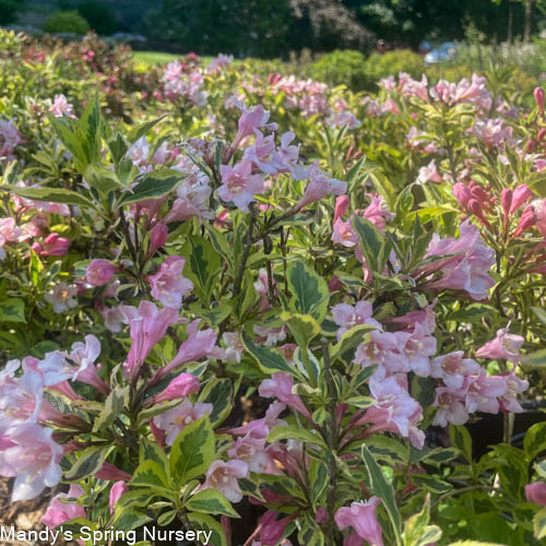 Rainbow Sensation Weigela | Weigela florida